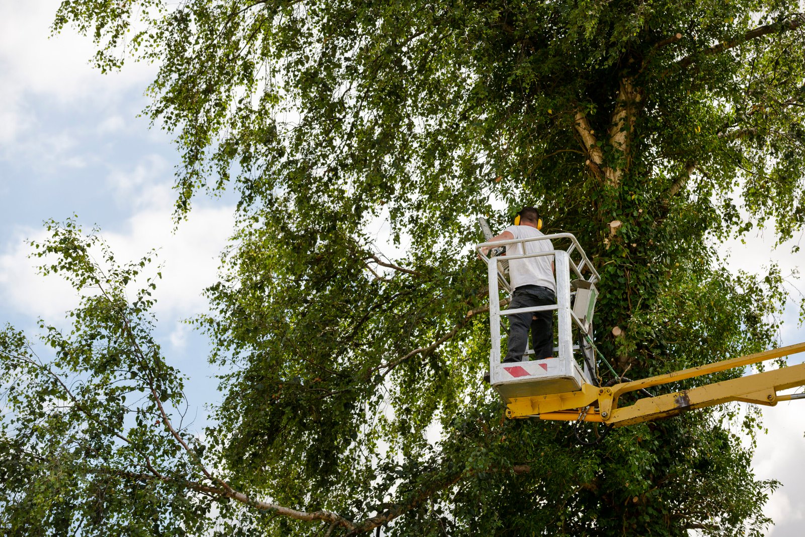 Arborist man in the air on yellow elevator, basket with controls, cutting off dead cherry tree, with chain saw in the hands. Concept of agriculture and safety work