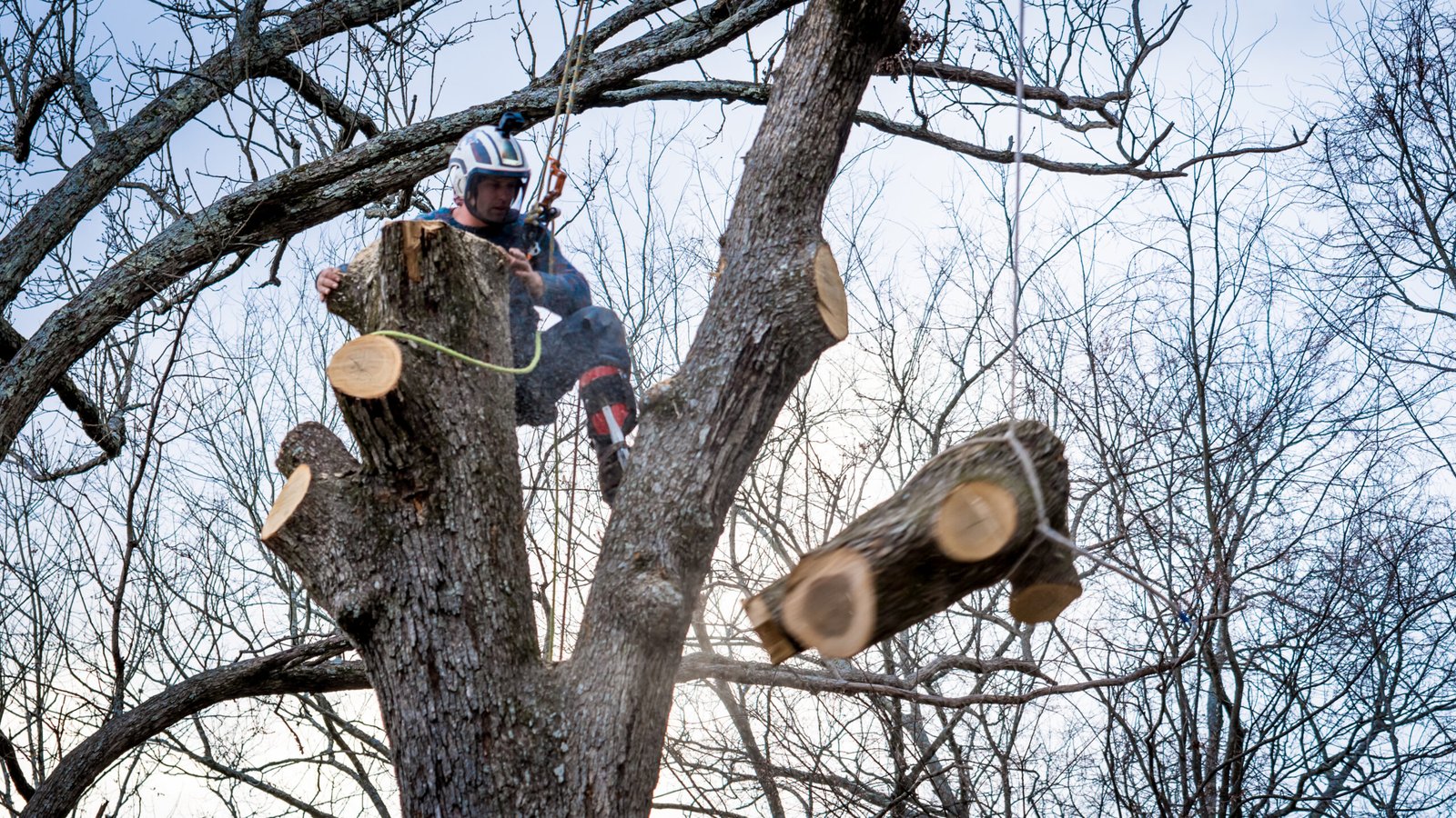 Worker with chainsaw  and helmet hanging from rope and cutting down tree